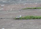 Sanderling (22)