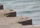 Sanderling (25)