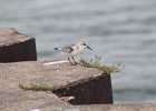Sanderling (26)