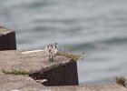 Sanderling (27)
