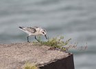 Sanderling (28)
