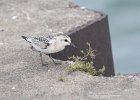 Sanderling (29)