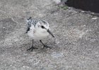Sanderling (3)
