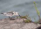 Sanderling (30)