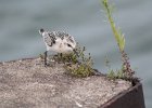 Sanderling (31)