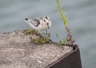 Sanderling (32)
