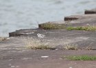 Sanderling (8)