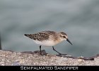 031 - 318 Semipalmated Sandpiper