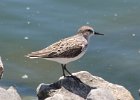 101Semipalmated Sandpiper