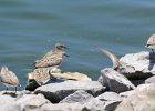 Semipalmated Sandpiper (11)