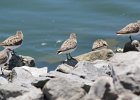 Semipalmated Sandpiper (13)