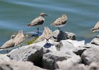 Semipalmated Sandpiper (14)