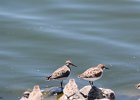 Semipalmated Sandpiper (15)