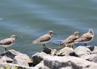 Semipalmated Sandpiper (17)