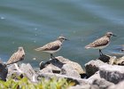 Semipalmated Sandpiper (18)