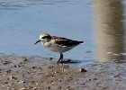 Semipalmated Sandpiper (20)