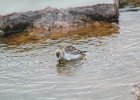 Semipalmated Sandpiper (23)