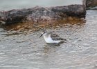 Semipalmated Sandpiper (24)