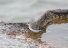 Semipalmated Sandpiper (25)