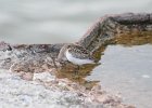 Semipalmated Sandpiper (26)