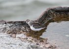 Semipalmated Sandpiper (27)