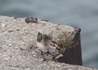 Semipalmated Sandpiper (29)