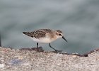 Semipalmated Sandpiper (30)