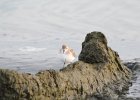 Semipalmated Sandpiper (37)