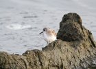 Semipalmated Sandpiper (38)