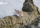 Semipalmated Sandpiper (39)