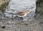 Semipalmated Sandpiper (40)