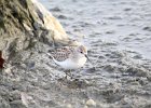 Semipalmated Sandpiper (41)