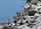Semipalmated Sandpiper (6)
