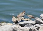 Semipalmated Sandpiper (7)