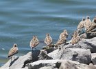 Semipalmated Sandpiper (8)
