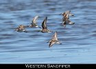 031 - 319 Western Sandpiper