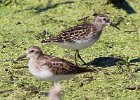 101Least Sandpiper