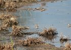 Least Sandpiper (1)