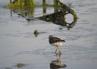 Least Sandpiper (14)