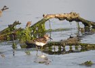 Least Sandpiper (16)