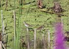 Least Sandpiper (9)