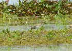 White-rumped Sandpiper (2)