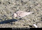 031 - 326 Baird's Sandpiper