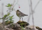 101Baird's Sandpiper