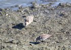 Baird's Sandpiper (100)