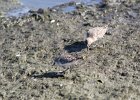 Baird's Sandpiper (101)