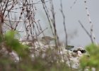 Baird's Sandpiper (14)