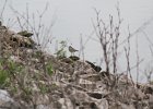 Baird's Sandpiper (2)