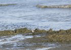 Baird's Sandpiper (20)