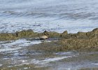 Baird's Sandpiper (21)